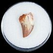 Mottled Surface Raptor Tooth From Morocco - #10778-1